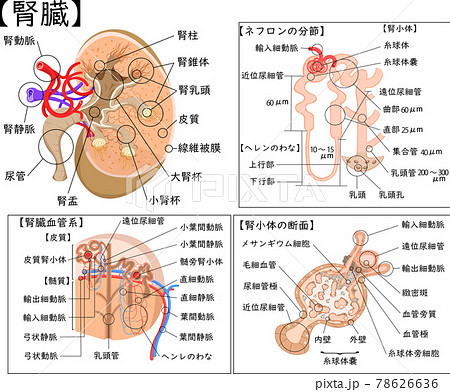 腎臓断面 ３倍拡大モデル大阪人体模型センタ