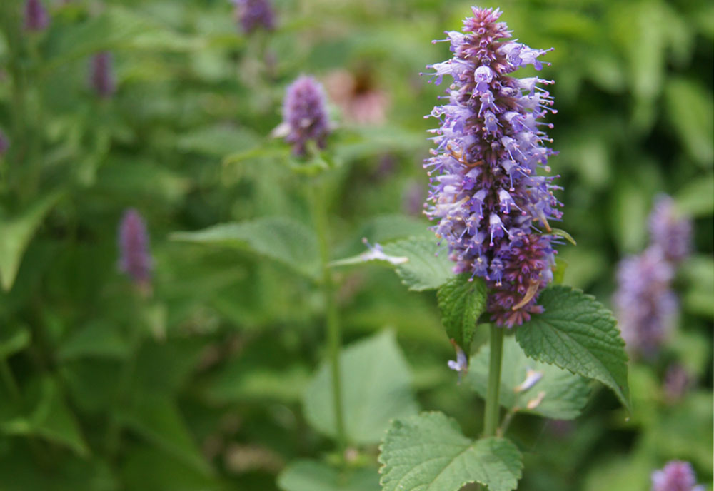 42⑨希少フランス語 ハーブ 植物図鑑 植物画 洋書 古書 ボタニカルアート 1113①希少フランス語 ハーブ