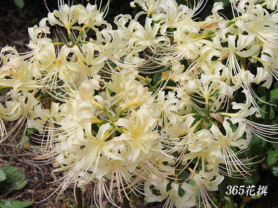 国産 彼岸花の球根 鱗茎 10個 ポスト投函自家農園栽培 リコリス 曼珠沙華 : コニシ農園本店 - 通販 - Yahoo!ショッピング