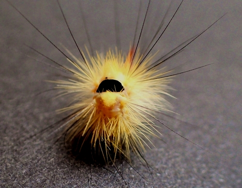 リンゴドクガ・林檎毒蛾の幼虫の写真素材40788854- PIXTA