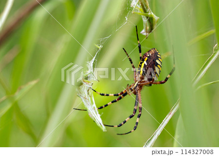 特上すまきセットD＞かまぼこ・練り物をお取り寄せ・通販するなら 旅色