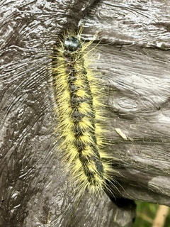 虫除けのために一番気持ち悪い虫を触らなければならないという矛盾ヤスデオオヤスデゲテモノ危険生物虫除けスプレージャングルジャングルクルーズ罰ゲームmalaysiamillipede