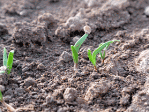 ほうれん草栽培の発芽のポイントは？芽出し処理についても教えて