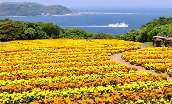 アフリカン・マリーゴールドの花言葉とその文化的意義