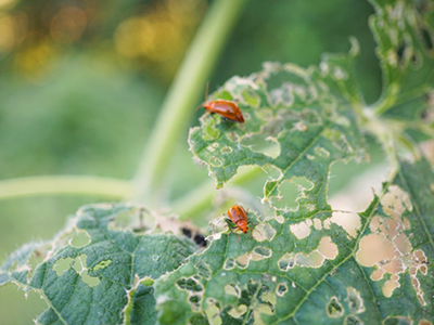 ウリハムシってどんな虫？駆除方法や被害にあわない対策について解説！BOTANICA
