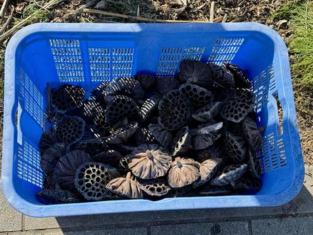 蓮コラの写真・画像素材 - Snapmart スナップマート