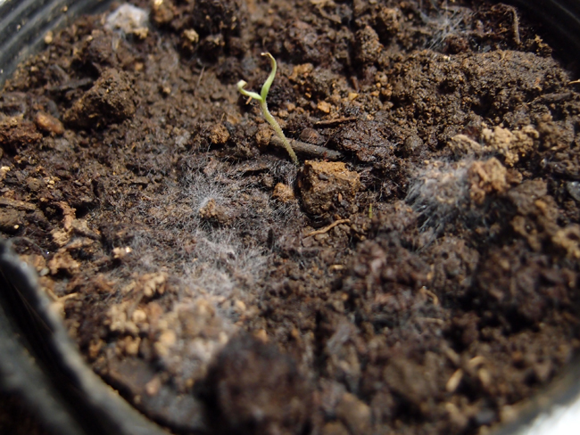 白カビ大野みさきのブログ♪