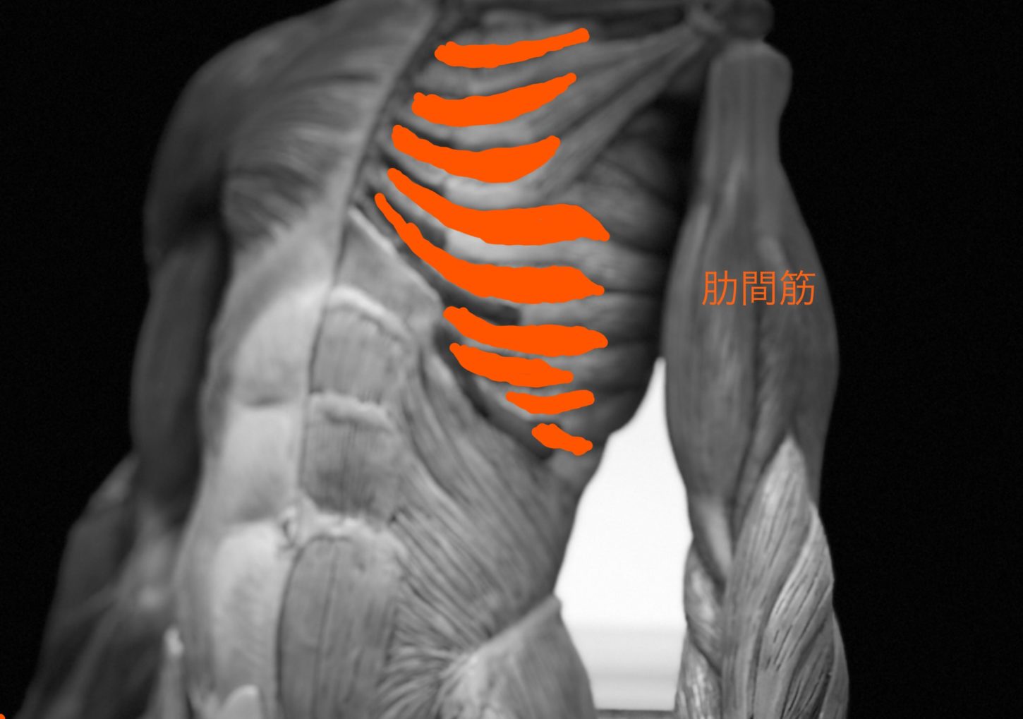 胸郭の理学療法まとめ②〜呼吸時の筋活動、横隔膜の機能解剖〜 - forPT ONLINE