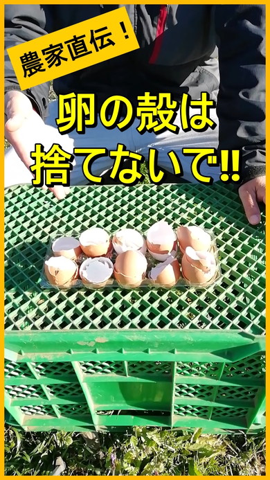 卵の殻を利用した最強カルシウム肥料の作り方TikTok