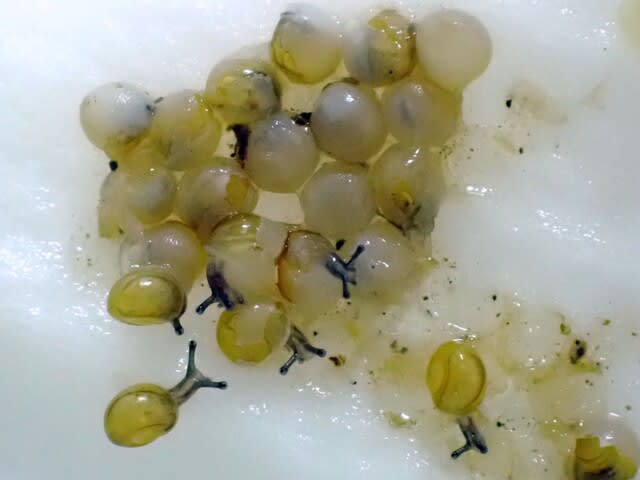 飼っているカタツムリが卵を産みました!