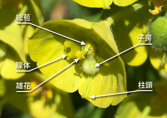 種類が豊富な『ユーフォルビア カラキアス系 』の成長と開花～独特な雰囲気の常緑多年草 - パパの手間いらず庭づくり＋