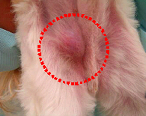 猫の去勢後、傷をなめてしまった時の対処法！ - 光が丘動物病院グループ