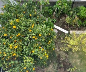 告知看板が新しくなりました。ペンギンこどもクリニック大府市小児科・アレルギー科