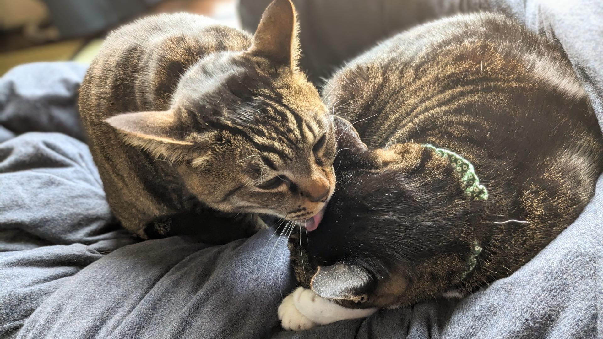 信頼の証！「アログルーミング」を知っていますか