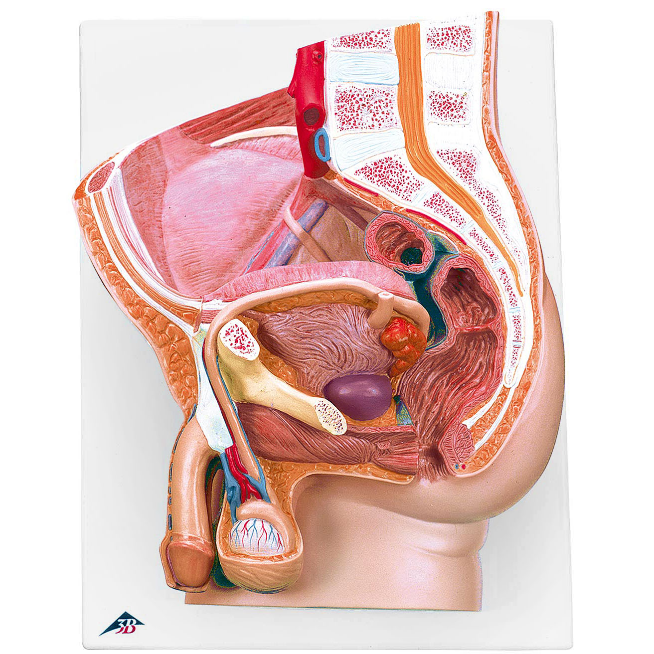 医療解剖学的人間の泌尿器系モデル人間の男性女性の泌尿器系モデル人間の膀胱壁腎臓の解剖学的モデル医学臓器教育用品ディスプレイ教育 人間の尿系 解剖学モデル 腎臓 尿管 膀胱 尿道 解剖学的 モデル 医学 教育 リソース Human urinal - Etsy 日本