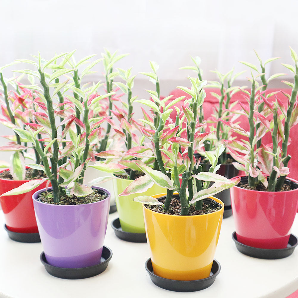 観葉植物ペディランサスダイギンリュウ 5号鉢 高さ60cm 幅50cm ダイギンリュウ ペディランサス の育て方 創業100年で培った初心者さん必見のノウハウをお届けします観葉植物通販は彩植健美