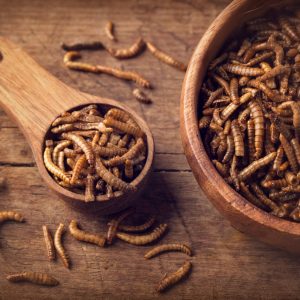 ほんっとうに気持ち悪いのでアップしていただけるか心配 : 昆虫ブログ むし探検広場