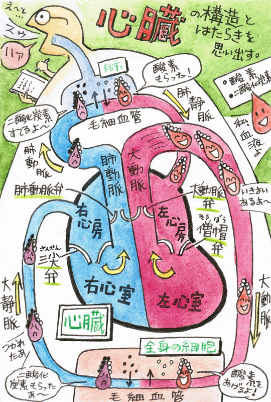 2ページ目血液循環イラスト無料イラスト・フリー素材なら「イラストAC」