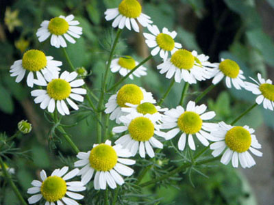 種から育てる醍醐味！ジャーマンカモミールの芽が可愛いすぎて萌える♡いつもウキウキ