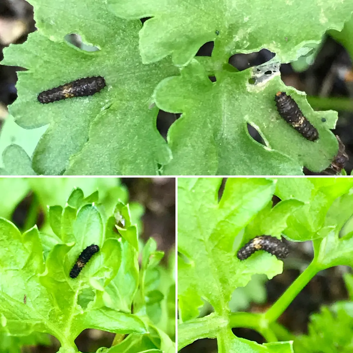 ベランダのパセリにキアゲハの幼虫が育っていました : 昆虫ブログ むし探検広場