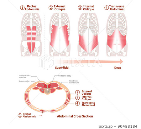 腸腰筋」の画像素材 写真・イラスト- イメージマートimagemart