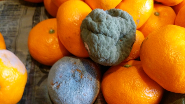 みかんのカビの原因と予防方法！1個だけカビてる場合はどうする？フルコラ
