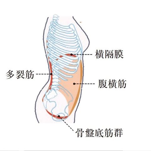 腹筋が肉離れを起こす原因とは？症状や予防法も解説TENTIAL テンシャル公式オンラインストア