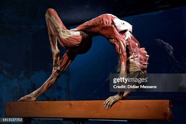 人体の不思議展 本 Amazon.co.jp: 人体の不思議人体の不思議展: 本