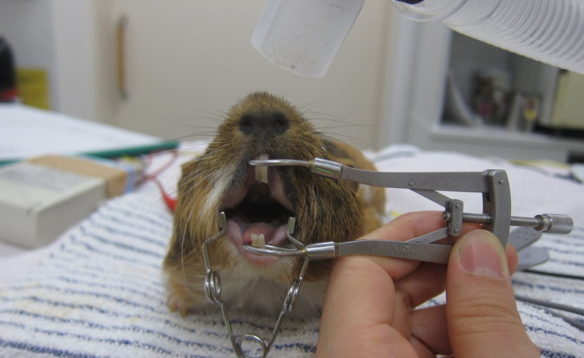 齧歯類の基本的な飼育ガイドコラム福島のペット火葬なら福島訪問ペット火葬 ペットメモリアル郡山