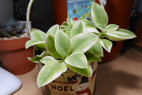 ガーデニング ベビーサンローズのおすすめ商品とおしゃれな実例RoomClip ルームクリップ