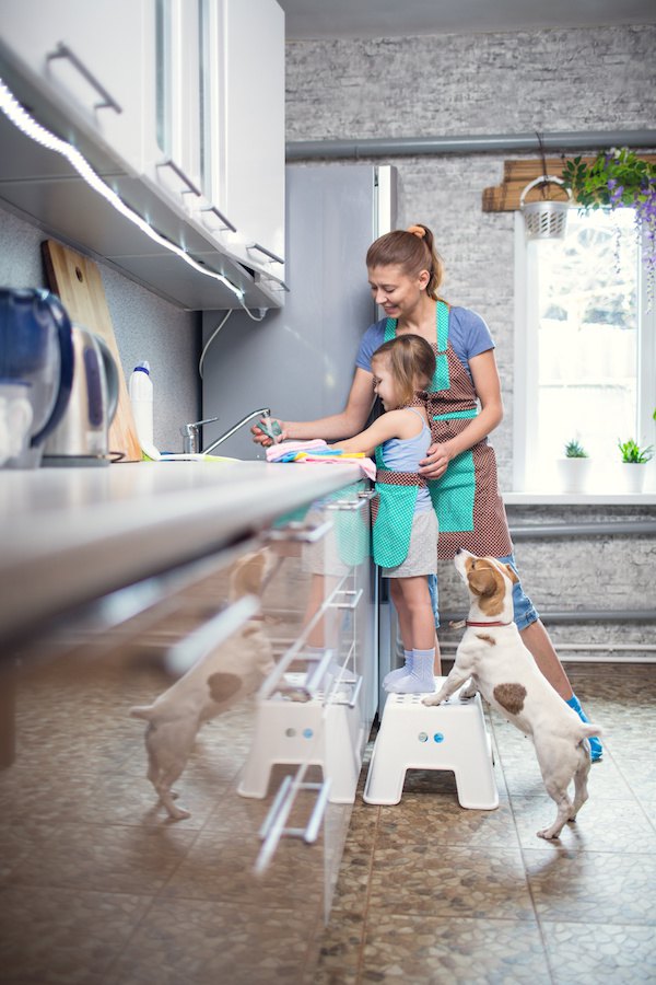 ペット 食器 スポンジ 水だけ ペット用食器洗い メッシュ サンコー – 三幸商店