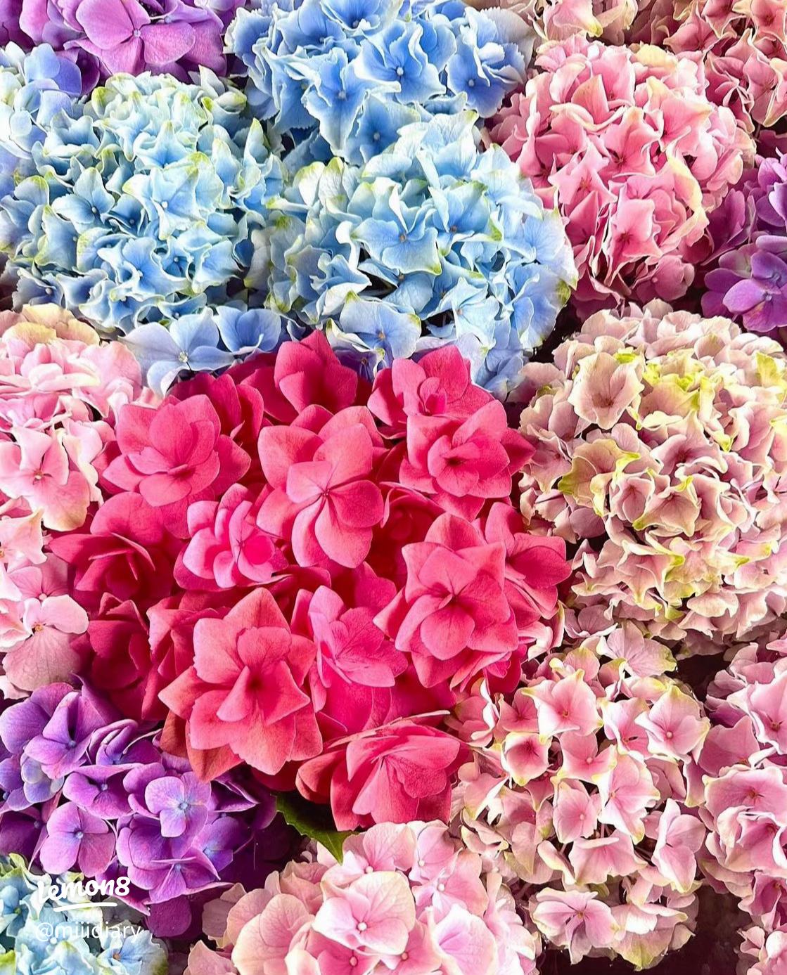 本当に効果のあった待ち受け！2025年金運アップに効果絶大の画像とは？ - 当たる占いセレクション