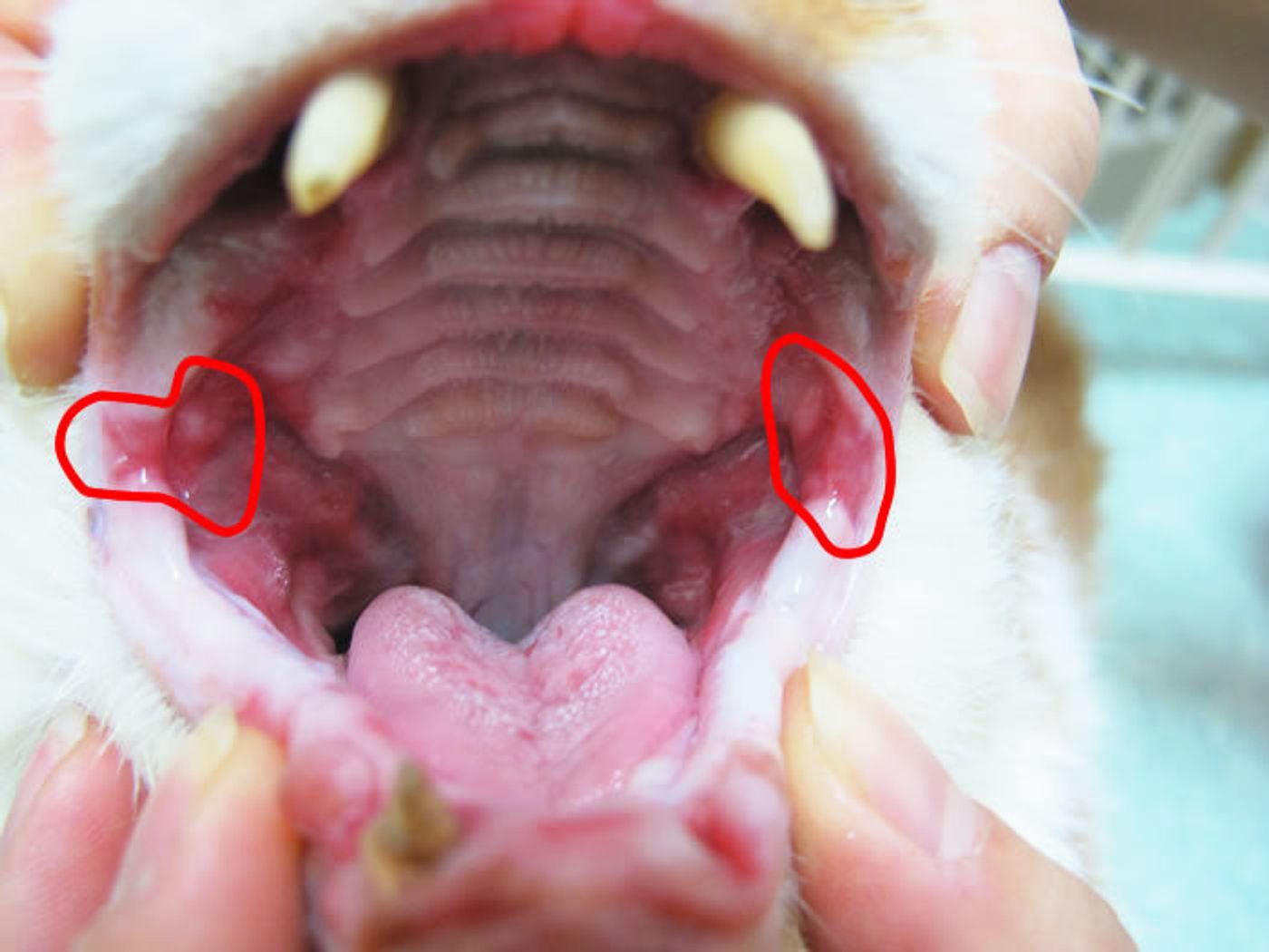 獣医師監修 猫の口臭がする原因と対策、おすすめのケア商品を紹介ねこのきもちWEB MAGAZINE