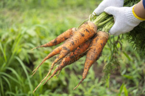 ごぼう 切り口がピンクに変色 食べてOK？管理栄養士が教える野菜の賞味期限の見分け方ヨガジャーナルオンライン