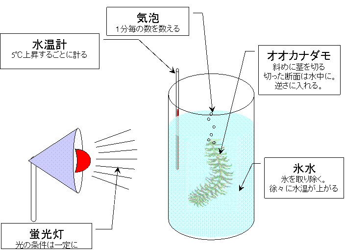 実験 植物の呼吸