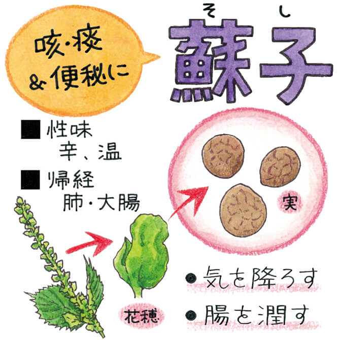 手軽に食べられる「紫蘇」は、風邪予防に最適なんです。 - YogaFull