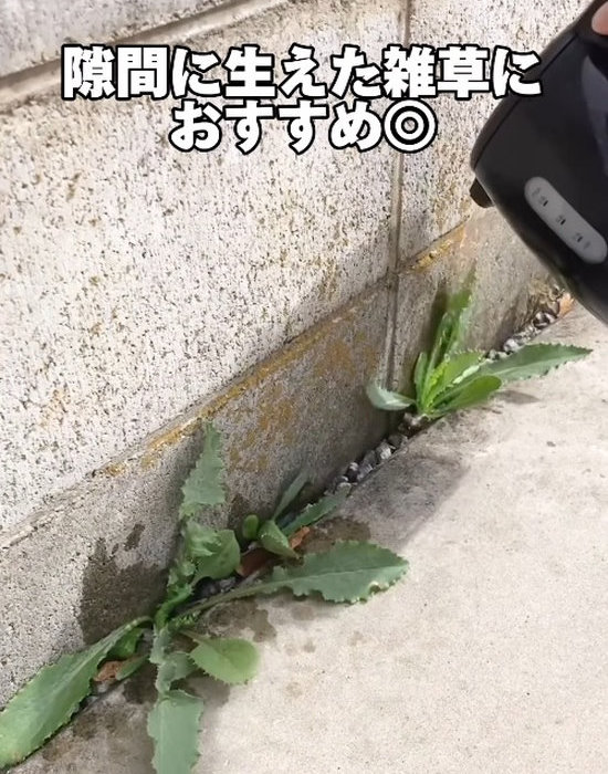 熱湯で雑草除去が出来ると聞き、試しました