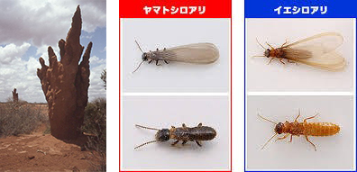 シロアリの幼虫を知ろう！どんなカタチ、大きさをしているの？シロアリ1番