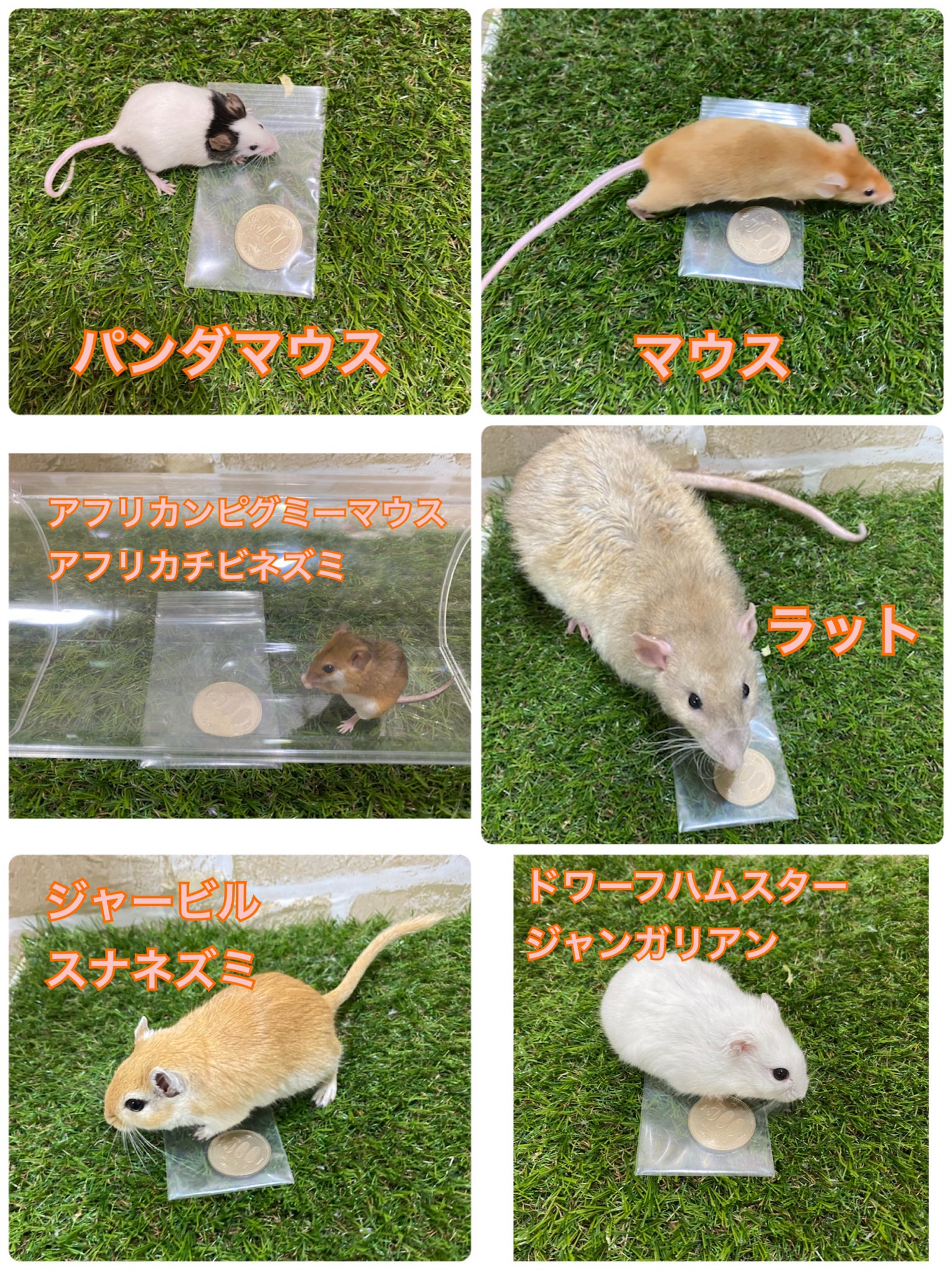 ラットとマウス - 日東防疫 広島イタチ、コウモリ、ムカデ、ハト、ネズミ対策や害虫駆除日東防疫 広島イタチ、コウモリ、ムカデ、ハト、ネズミ 対策や害虫駆除