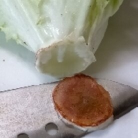 野菜のプロ監修 「サニーレタス」の保存方法は？正しい方法を知りおいしく使い切ろう！サンキュ