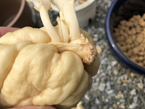 １０月１０日、１１日の野菜セット ハヤトウリについて : 小林農場 風家 かざいえの過去のブログ 平成２３年１月から令和５年１２月まで