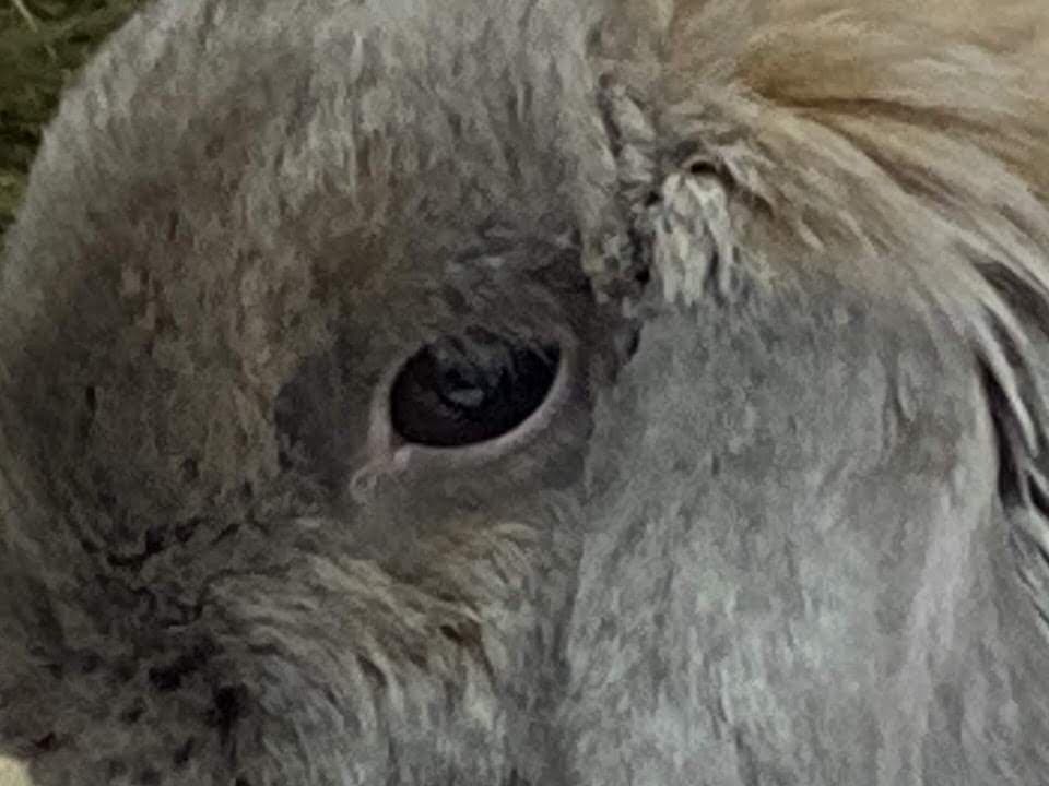 病気!? 猫の目やにが黒いっ！涙が多い！色や症状から見る原因は