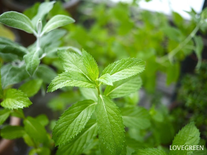 最強は？虫除け用ハーブの鉢おすすめ人気ランキング10選 庭や蚊よけに置ける植物も ランク王