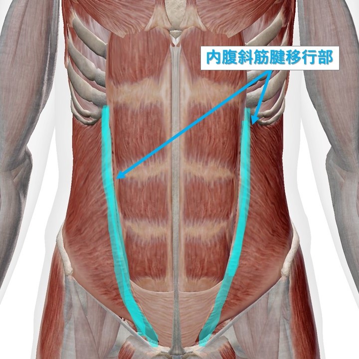 腹筋の写真・画像素材-Snapmart スナップマート