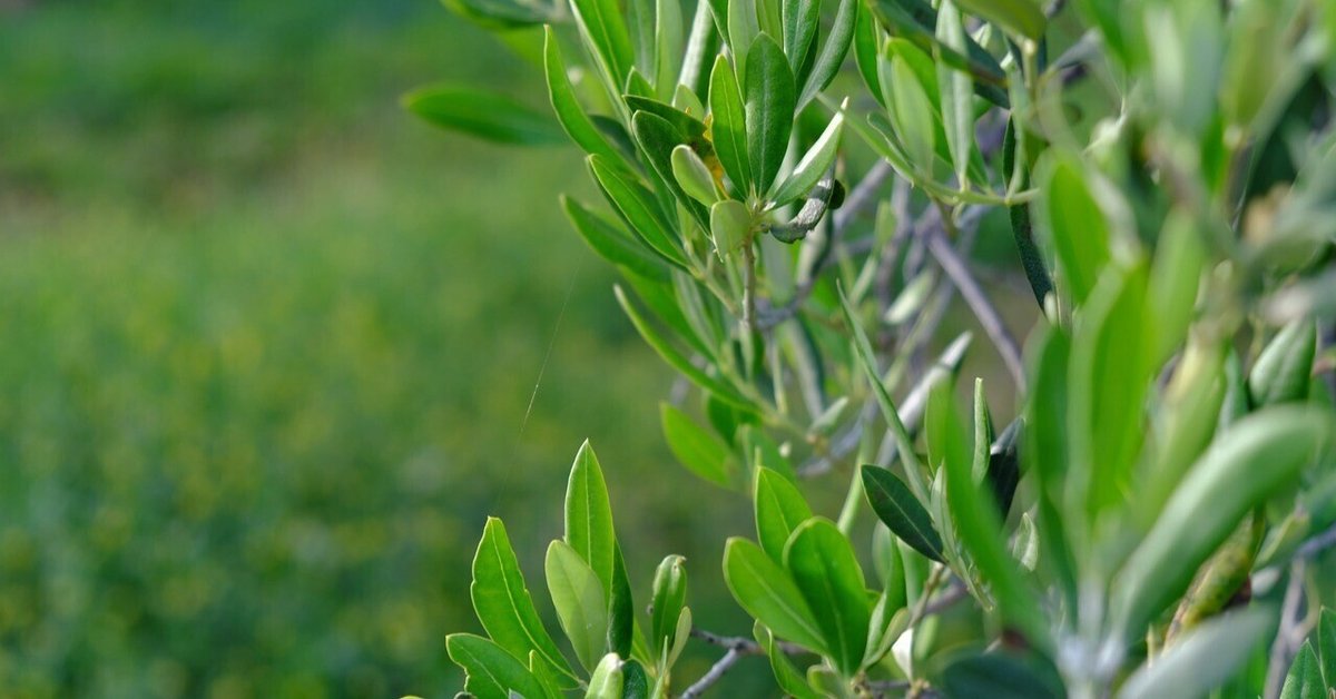 オリーブの実がつかない原因南アルプスのオリーブ畑 ながら