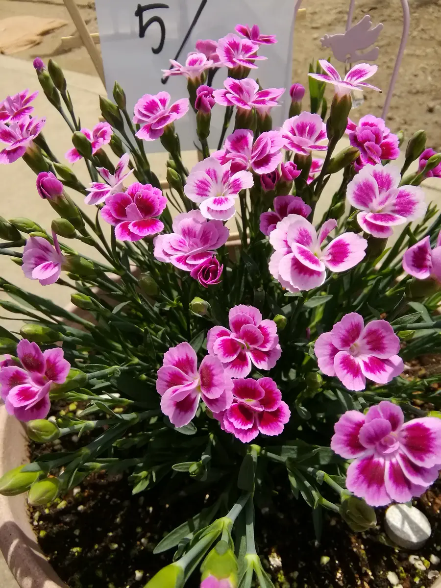 枯れないピンク色グリッターローズのうさぎワンホンブーケオタク花束のオーダーメイド可能 – AlleyGift