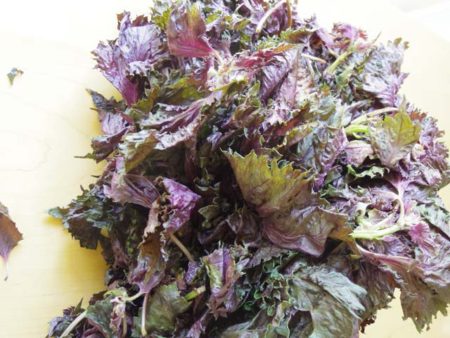 しそ」とは？縄文時代からある、日本人になじみ深い植物だって本当？肌育研究所