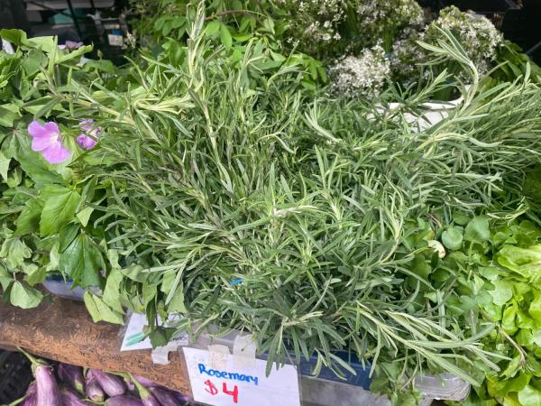 ローズマリーの新芽を食す。西賀茂ハーブ