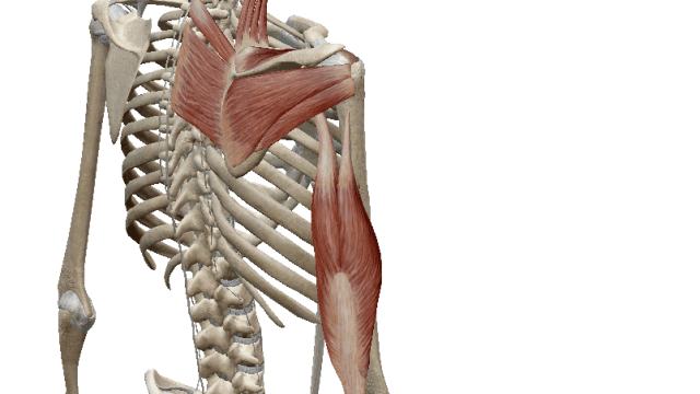 ラテラル・ライン 身体側面の筋膜ライン 高津整体院