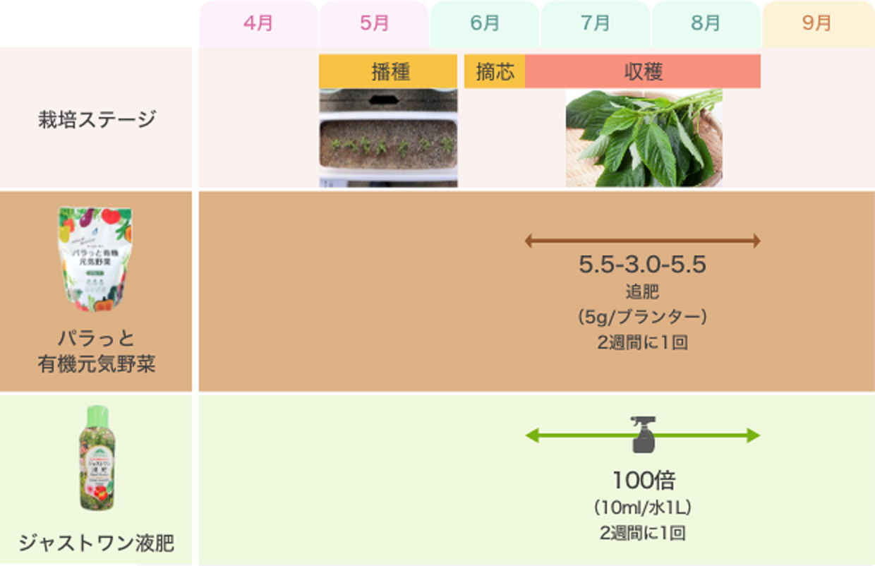 モロヘイヤの育て方 露地栽培モロヘイヤの摘心と収穫有機栽培でおいしい野菜作り